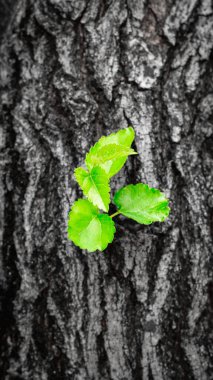 Yaşlı bir ağaçtan yapraklar büyüyen yeşil bir dal. Genç, parlak filizler, bir ağacın arka planında. Özgünlük ve diğerlerinden farklılık kavramı.