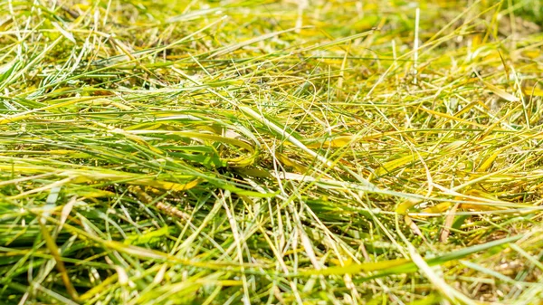 Texture Freshly Cut Grass Background Drying Hay Rays Sunlight Agriculture — Stock Photo, Image