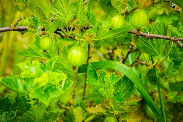 成熟した果実を閉じ込めたグーズベリーの低木 ウバクリスパは食物および薬用植物であり 強壮性 利尿性および抗炎症性を有する — ストック写真