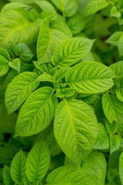 Genç patatesler Kırsalda sebze bahçesinde yetişen yeşil patates çalısı. Arkaplan, duvar kağıdı.