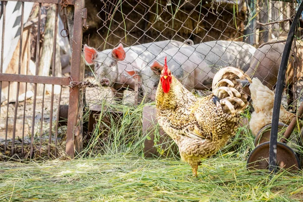 Horoz ve tavuklar domuz ağılının arka planında domuz yavrularıyla. Çiftlikteki evcil hayvanlar.