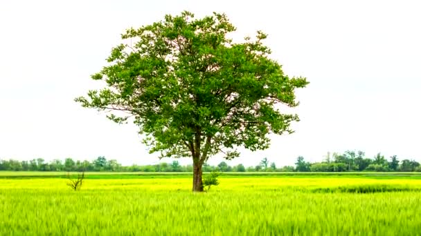 Пейзаж с одиноким деревом, стоящим среди пшеничного поля на фоне облачного неба. — стоковое видео
