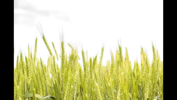 Texture of ripening ears of wheat close-up.Good harvest of cereals. Harvest year. Background, wallpaper, cover. — Stock Video