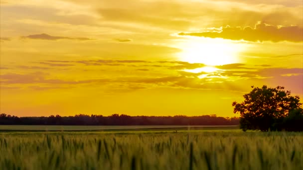 Campo Trigo Pôr Sol Pôr Sol Árvore Trigo Fundo Céu — Vídeo de Stock