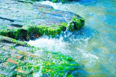 Yosun kaplı tuğla bir duvar parçaları kıyıya yakın sularda yatıyordu. Yıkıcı tsunamiden sonra.