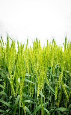 Olgunlaşan buğday kabuğu dokusu. Güzel mısır gevreği hasadı. Hasat yılı. Arkaplan, duvar kağıdı, kapak.