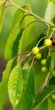 Olgunlaşmamış kirazları olan yeşil bir dalın arka planı. Yeşil kiraz meyvelerinin olgunlaşmasını bekliyoruz. Lezzetli sulu meyve, yazın zevk verir..