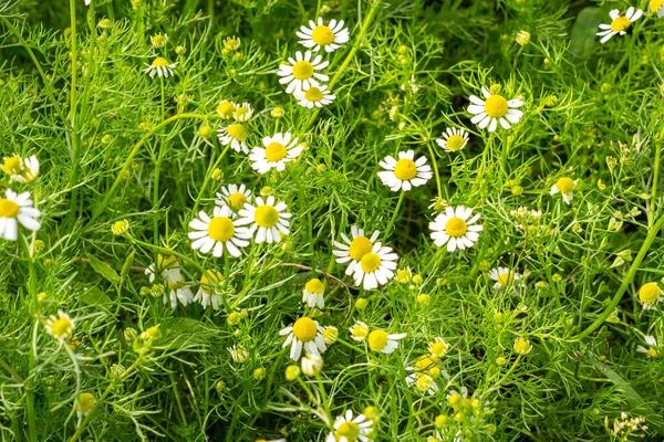 晴れた日に夏のフィールドカメの牧草地 薬用カモミールクローズアップ — ストック写真