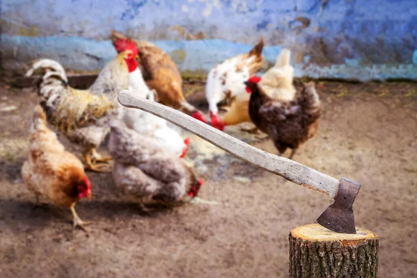 Slaughterhouse. An ax sticks out of a log, and a bird pecks at spilled grain in the farm yard. Slaughter of poultry for meat. Feeding ducks, chickens and roosters for slaughter.