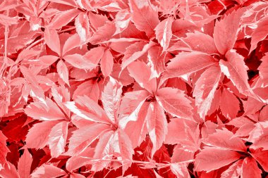 Devichy üzümleri beş yapraklıdır. Partenosissus quinquefolia. Yaprak döken liana dikey bahçıvanlık için süs bitkisi olarak kullanılır..