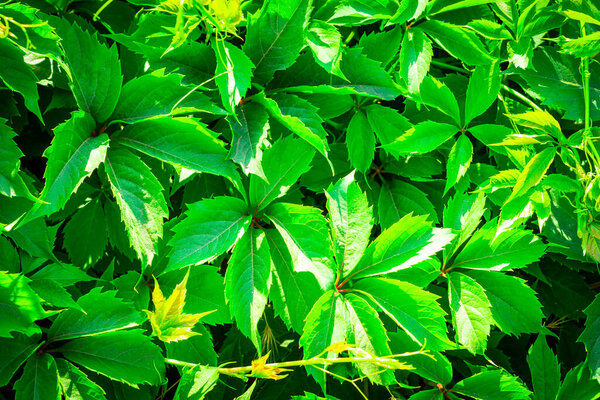 Виноград с пятью листочками. Parthenocissus quinquefolia. Лиана используется в качестве декоративного растения для вертикального садоводства.