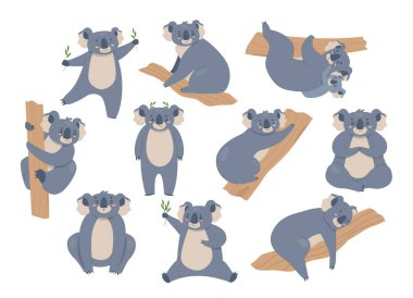 Koala seti, şirin tüylü gri ayı koalaları, farklı pozlardaki hayvan karakterleri koleksiyonu