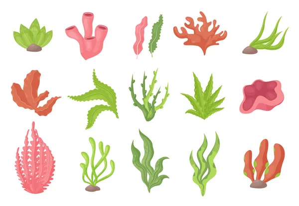 Plantas submarinas de algas marinas de fondo o acuario, algas marinas o algas marinas, corales — Vector de stock