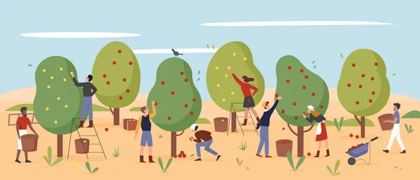 Människor arbetar, bönder plockar äpplen i höstens lantgård, lantarbetare skördar — Stock vektor