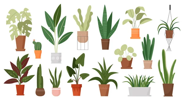 Plantas de casa crescer em vasos conjunto, plantas de sala verdes crescendo em vaso de flores, pendurado em macrame — Vetor de Stock