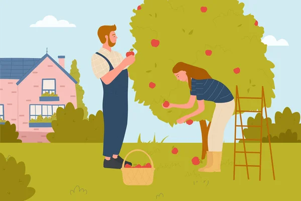 Pareja de personas recogen manzanas en el jardín, agricultura, agricultor recogiendo frutas en la cesta — Archivo Imágenes Vectoriales