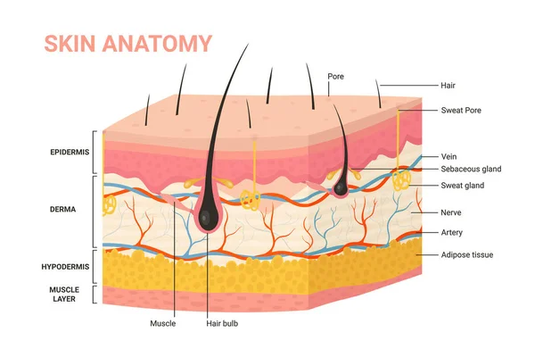 Capas de piel, diagrama de anatomía de la estructura, fondo anatómico de la infografía de la piel humana — Vector de stock