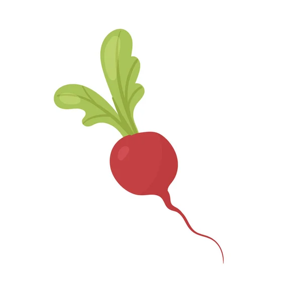 Radis légumes frais, aliments biologiques agricoles, racines comestibles pour régime végétarien — Image vectorielle