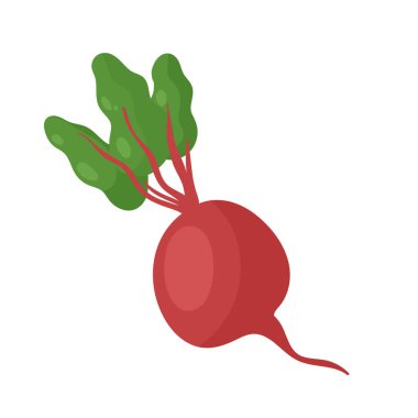 Pancar kökü taze çiğ ürün, organik tarım yiyeceği, sağlıklı beslenme için pancar kökü.