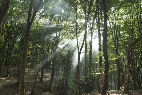 Sunbeams in woods. Sun rays — Stock Photo, Image