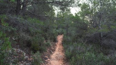 İspanya 'nın Puig Campana bölgesindeki yoğun Akdeniz ormanları boyunca huzurlu bir toprak yol esiyor. Yürüyüş, doğa yürüyüşleri ve sakin bir çevre keşfi için ideal..