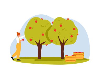 Elma suyu prodüksiyonu için ağaçlardan elma toplayan bir kadının izole edilmiş sahnesi.