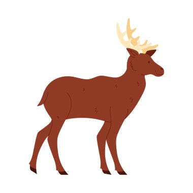 Beyaz arka plan gösterimi üzerinde Kanada vahşi yaşamını temsil eden boynuzları olan basit, izole geyik.