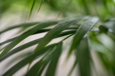 Yumuşak odaklı, canlı palmiye yapraklarının makro görüntüsü Güney İspanya 'nın taze, tropik atmosferini yakalıyor. Özgeçmiş, sağlık ve botanik tasarım projeleri için ideal.