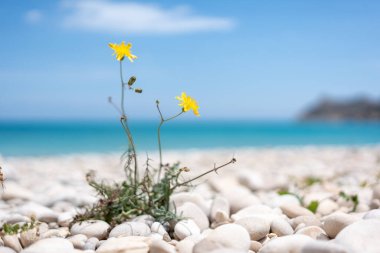 Sarı kır çiçeklerinin yakın çekimi, Güney İspanya 'da sakin bir plajda beyaz çakıl taşları arasında çiçek açıyor. Arka planda turkuaz deniz ve mavi gökyüzü, doğa için mükemmel bir ilham kaynağı..