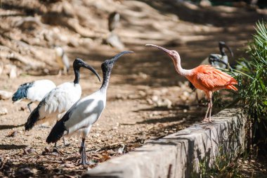 Canlı kızıl aynaklar ve siyah ve beyaz Afrika kutsal aynak kuşları güneşli toprak bir yolda bir araya gelerek, barışçıl bir açık havada canlı tüyler ve doğal davranışlar sergiliyorlar..