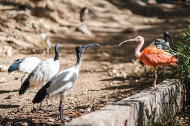 Canlı bir kızıl aynak, güneş ışığıyla aydınlanmış toprak yolda iki siyah beyaz aynak kuşunun yanında duruyor. Doğal bir çevrede vahşi yaşam çeşitliliği ve kuş davranışları sergiliyorlar..