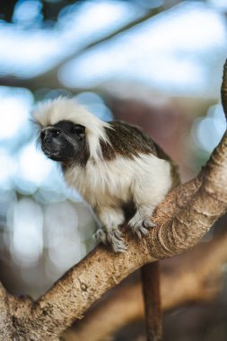 Yaban hayatı, doğa ve korunma temalı içerik için ideal, bereketli bir orman ortamında, ağaç dalında oturan pamuklu bir tamarin maymunu yakın plan.