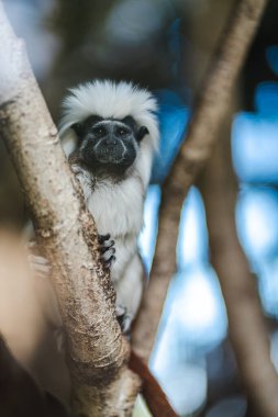 Ağaç dalında oturan pamuk kaplı bir tamarin maymunu, bulanık orman arka planıyla çevrili, vahşi yaşam, koruma ve doğayla ilgili içerik için mükemmel..