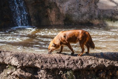 Vahşi bir çukur, aynı zamanda Asya vahşi köpeği olarak da bilinir, doğal habitatındaki kayalık bir dereden su içer, orman ortamındaki vahşi yaşam davranışlarını ve korunmayı ön plana çıkarır..