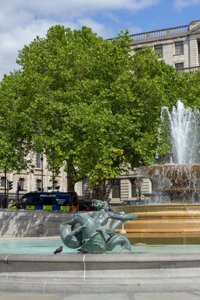 Pigeons Wait Vain Visitors Com Feed Them — Stock Photo, Image