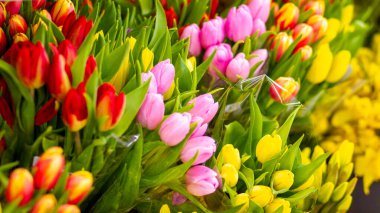 Neşeli, parlak, çiçek açan buketler,
