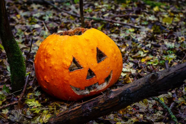 Siyah küflü parlak turuncu balkabağı bir ormana atılmış.
