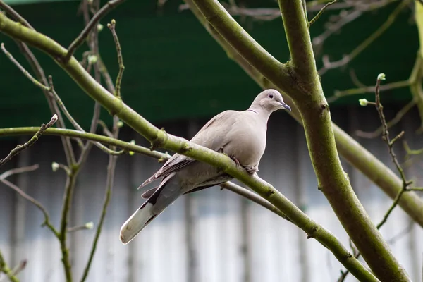 Avrasyalı yakalı güvercin Londra 'da bir dala tünedi.
