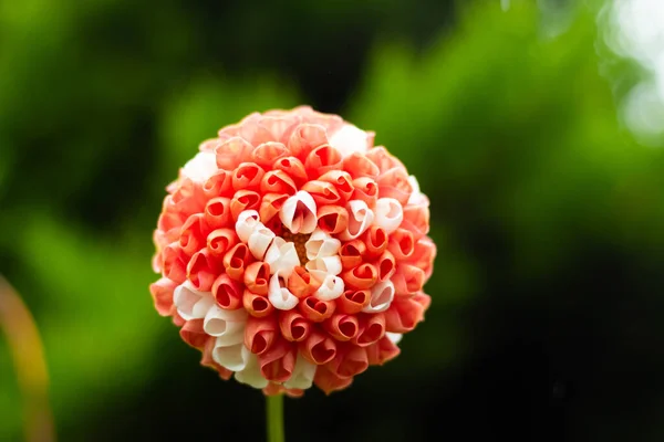 Uma Única Flor Grande Dahlia Desdobrando Início Tarde — Fotografia de Stock