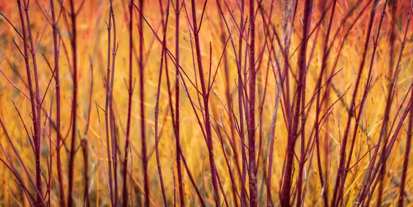 Güzel kırmızı kabuklu ve sarı arka planlı Sibirya Dogwood 'u