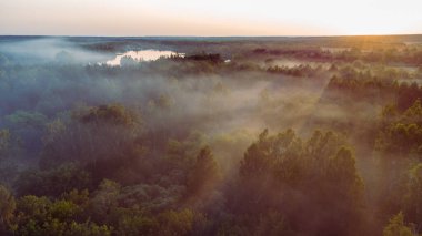 Mavi ve turuncu ışıklarla ormanın üzerinde sis var.