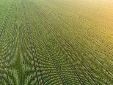 Yaz mevsiminde insansız hava aracından geniş bir alan görüntüsü