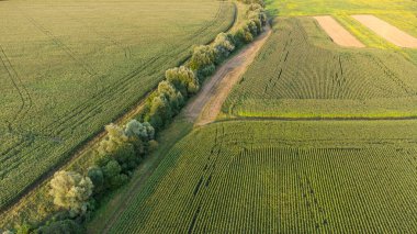 Küçük bir ağaçlık alanda mısır tarlası