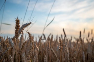 Açık mavi arkaplanda bulutlu sarı buğday