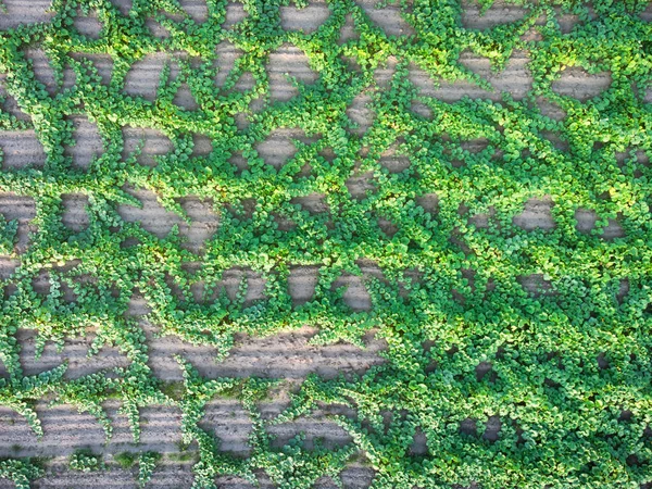 Yaz Mevsiminde Tarlada Yeşil Salatalık Yetiştirilmiş — Stok fotoğraf