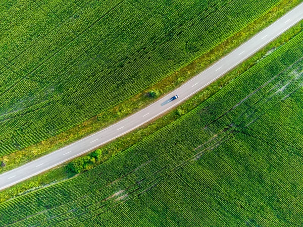 Smooth road among nature and corn fields in summer. The car is moving on the highway near the fields