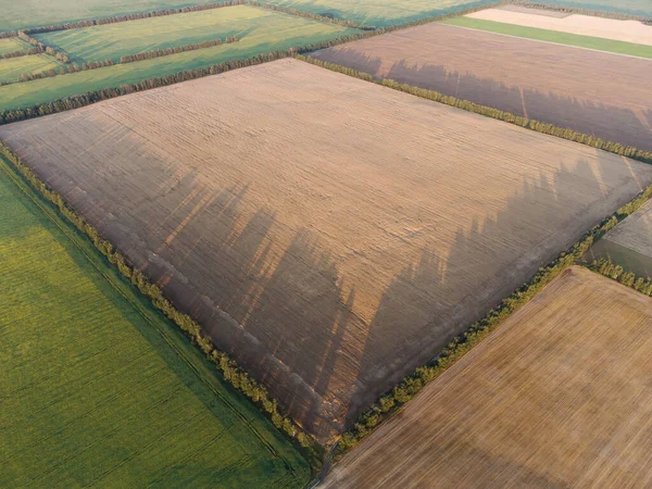 Buğdaylı Kare Tarlalar Yazın Hasat Için Hazır — Stok fotoğraf