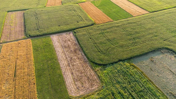 Fields Harvested Unharvested Crops Summer Bird Eye View — Stock Photo, Image