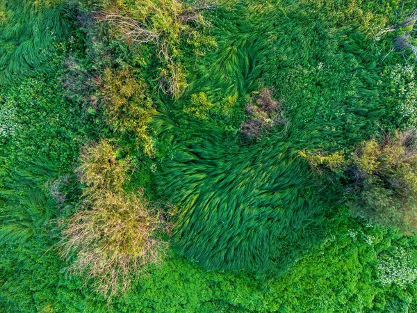 Yazın Çalılar Ağaçlarla Dolu Yeşil Bataklık — Stok fotoğraf
