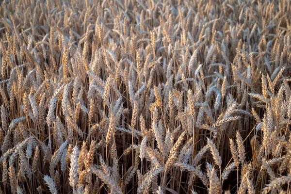 Big wheat field. Wheat seed corns at the field